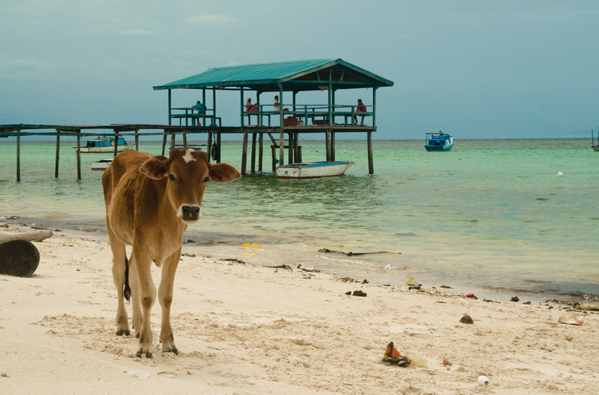 Mantanani Island, cow on the beach. 4