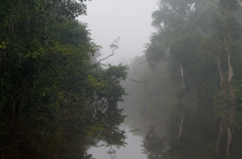 Jungles of Borneo 3