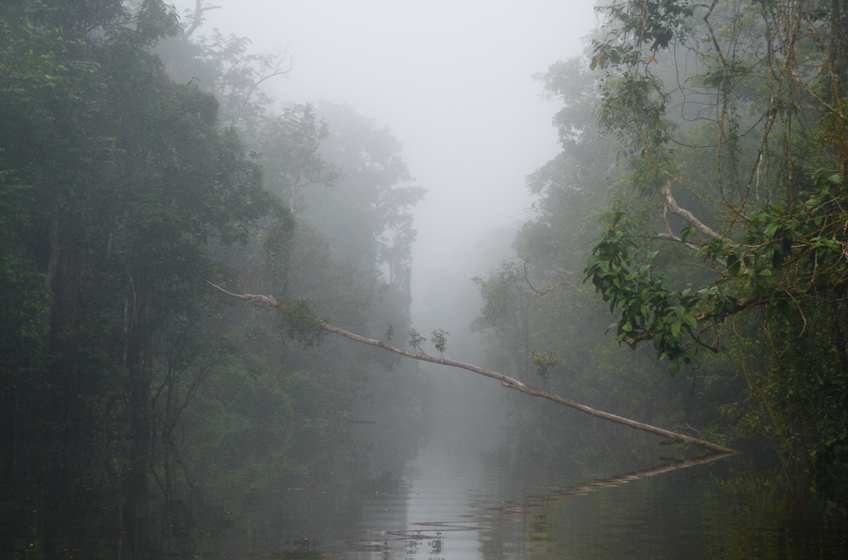 Jungles of Borneo 2