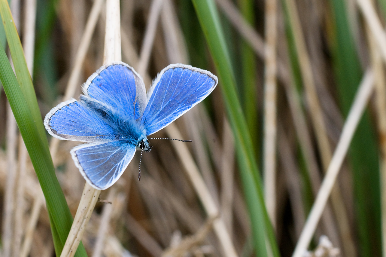 Common blue butterfly