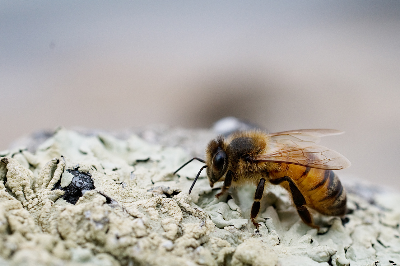 Honey Bee in detail