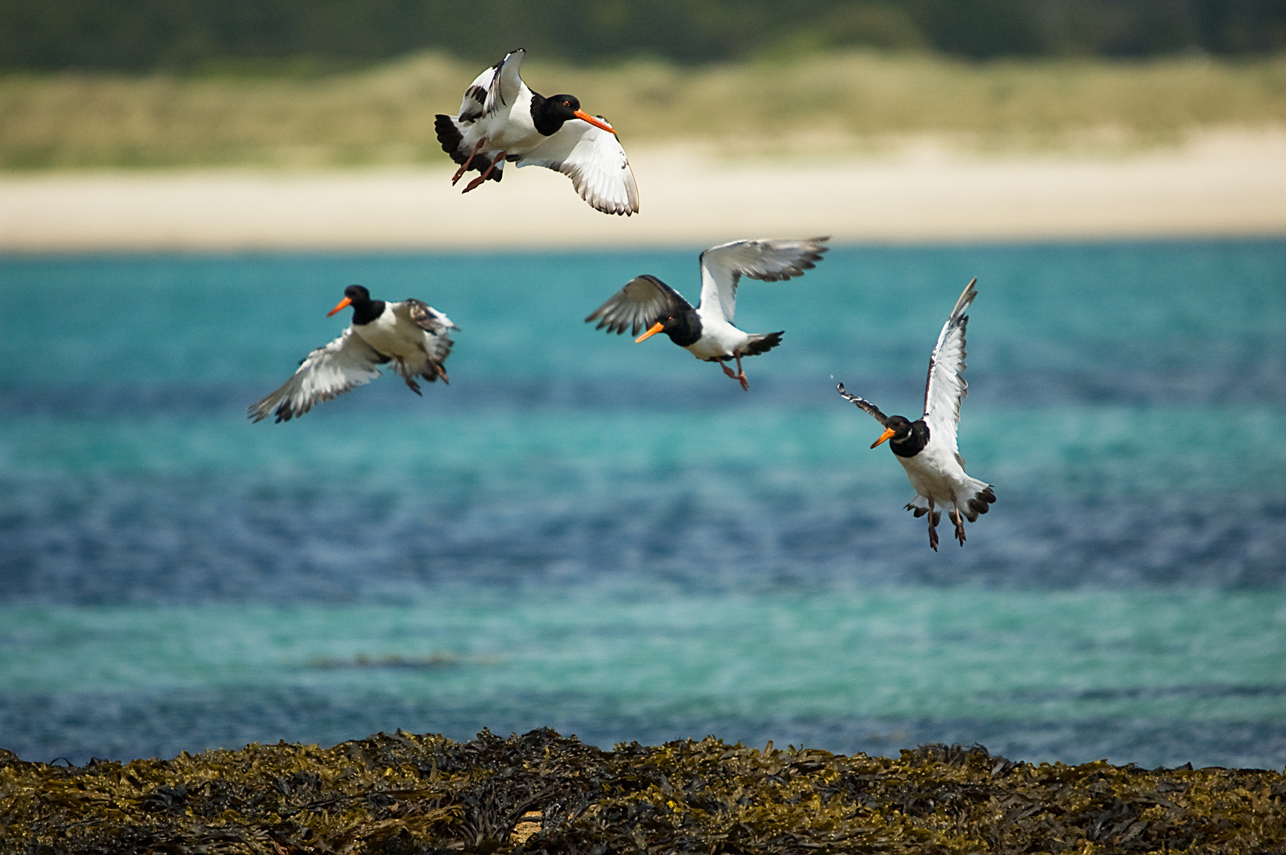5 Oyster catchers