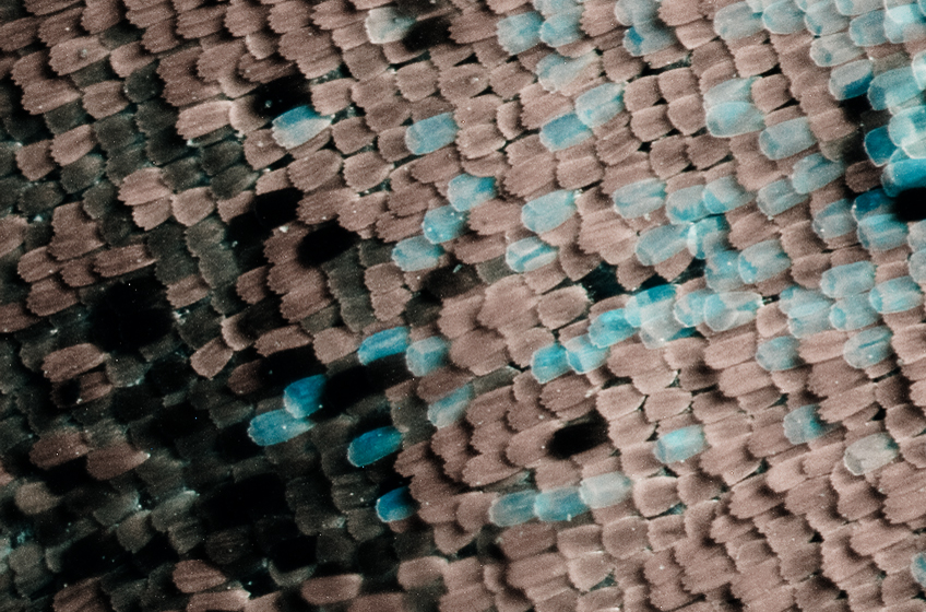 Blue Butterfly scales magnified 01