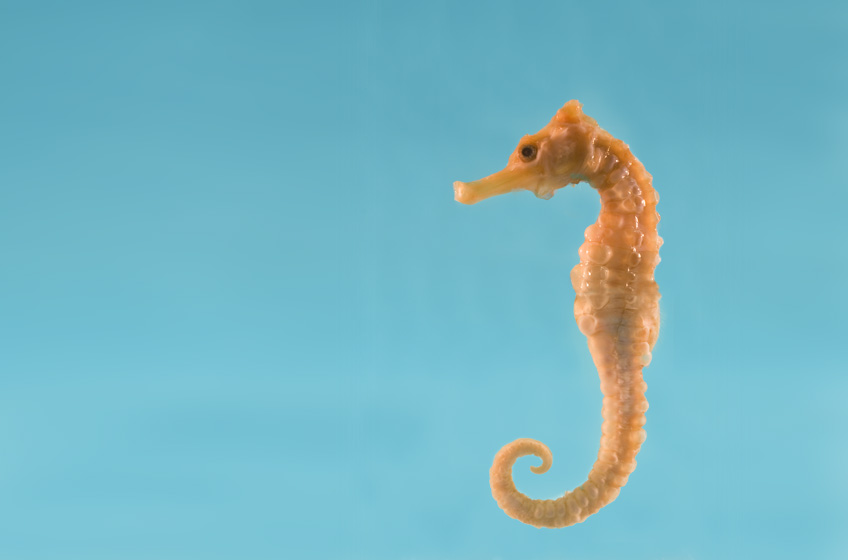 Sea horse on blue