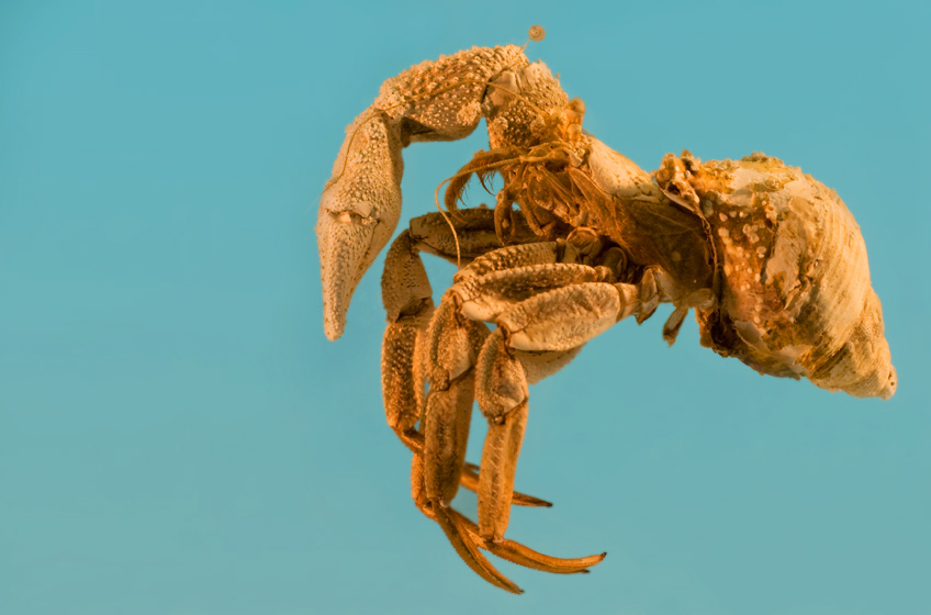 Hermit crab on blue