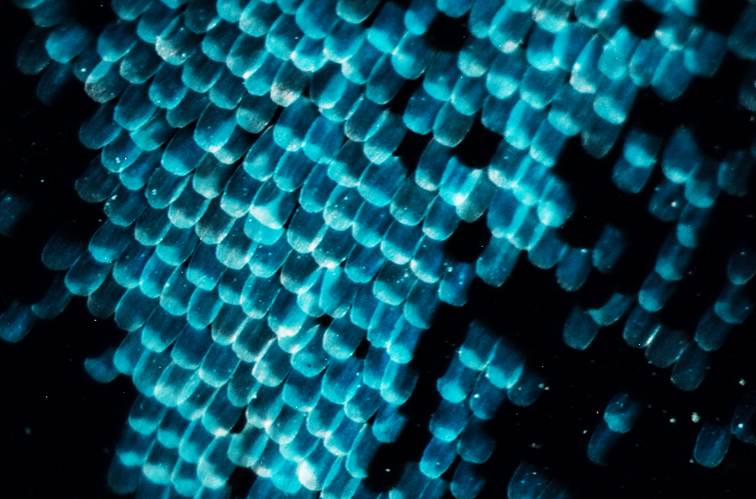 Blue Butterfly scales magnified 02