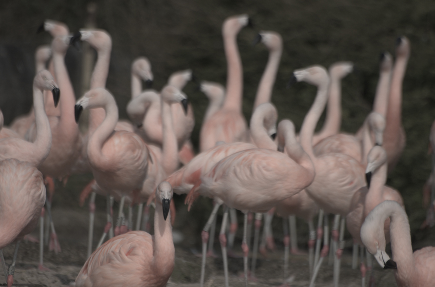 Flamingos lightly blured 01