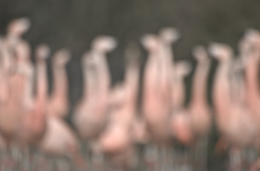 Flamingos detail 03