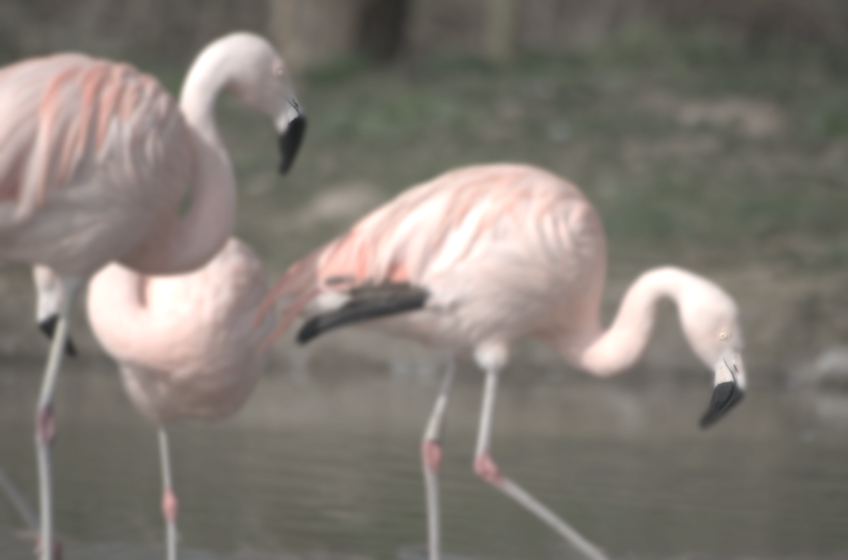 Flamingos strongly blured 02