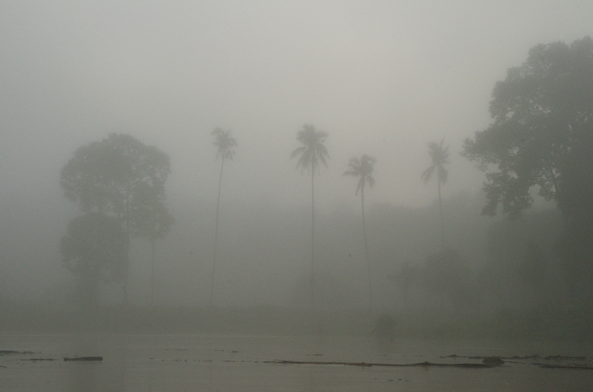 Jungles of Borneo 1