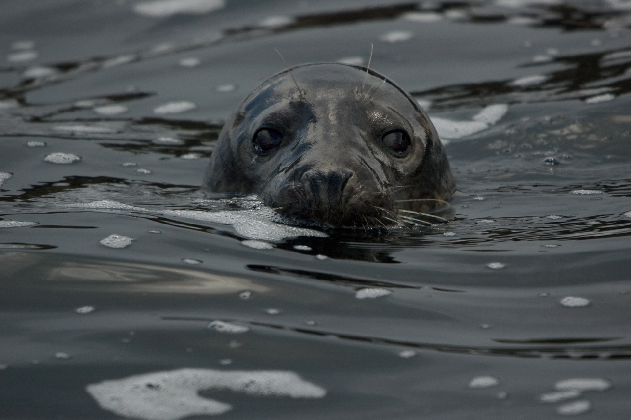 Grey seal head