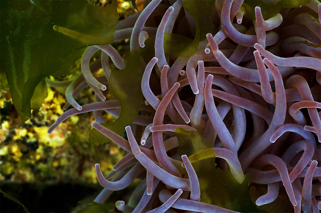 anemone in detail