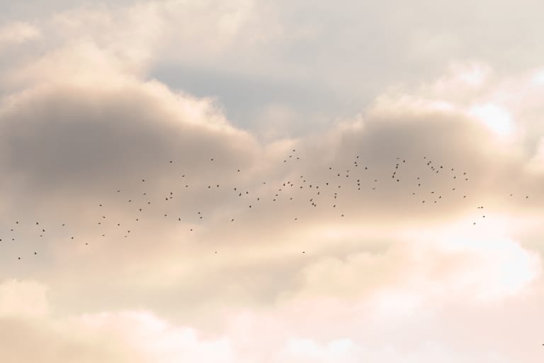 Flock of geese taking off in Landermere Quay