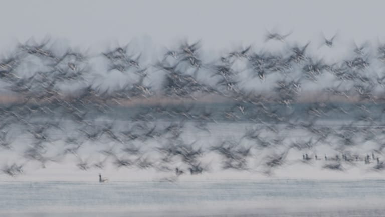 Flock of geese taking off in Landermere Quay